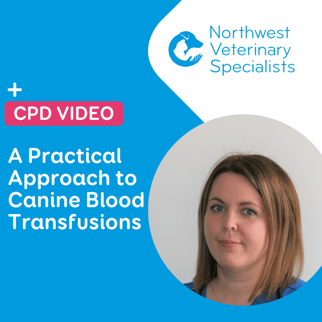 CPD Graphic - Canine blood transfusions 1.8.22