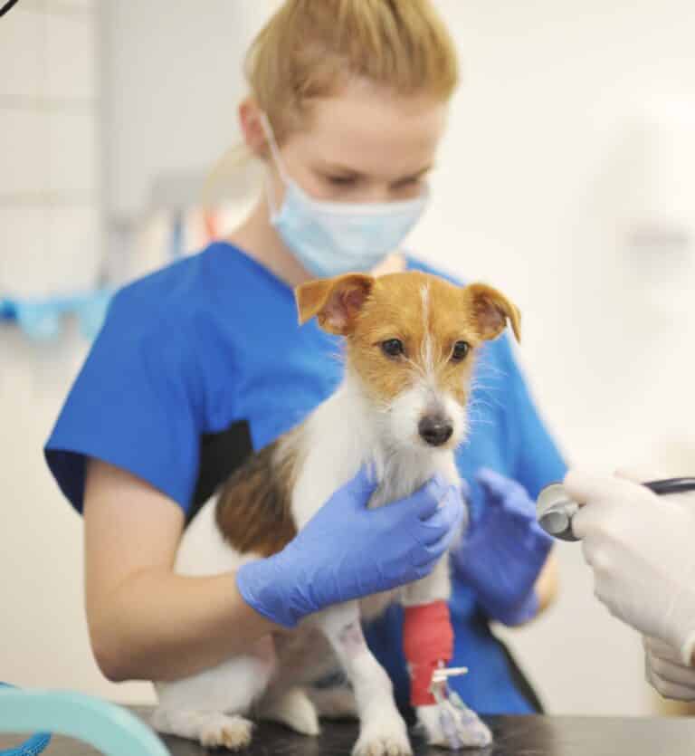 Vet Club NW Specialists Runcorn