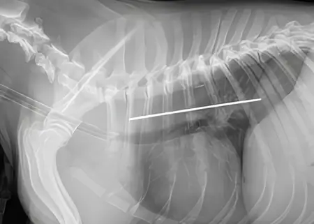 lola-dog-x-ray