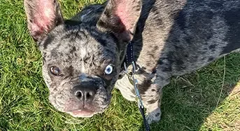 dog-lola